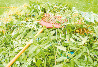 Déchets verts